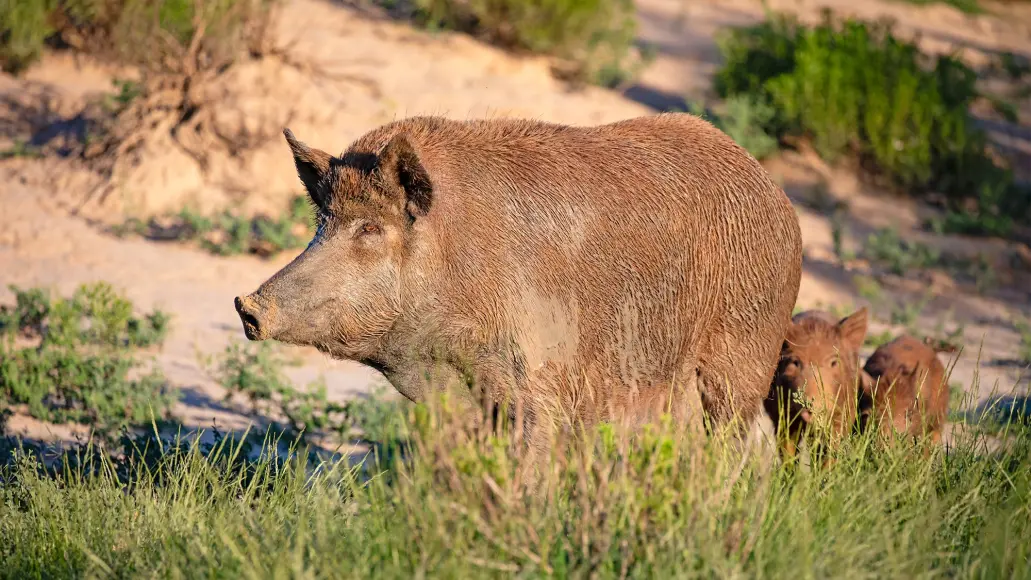 a big feral pig sow with piglets