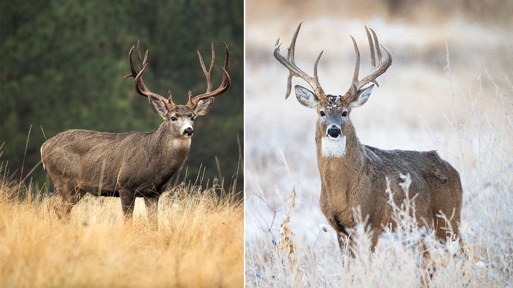 A photo of mule deer next to a photo of a whitetail. 
