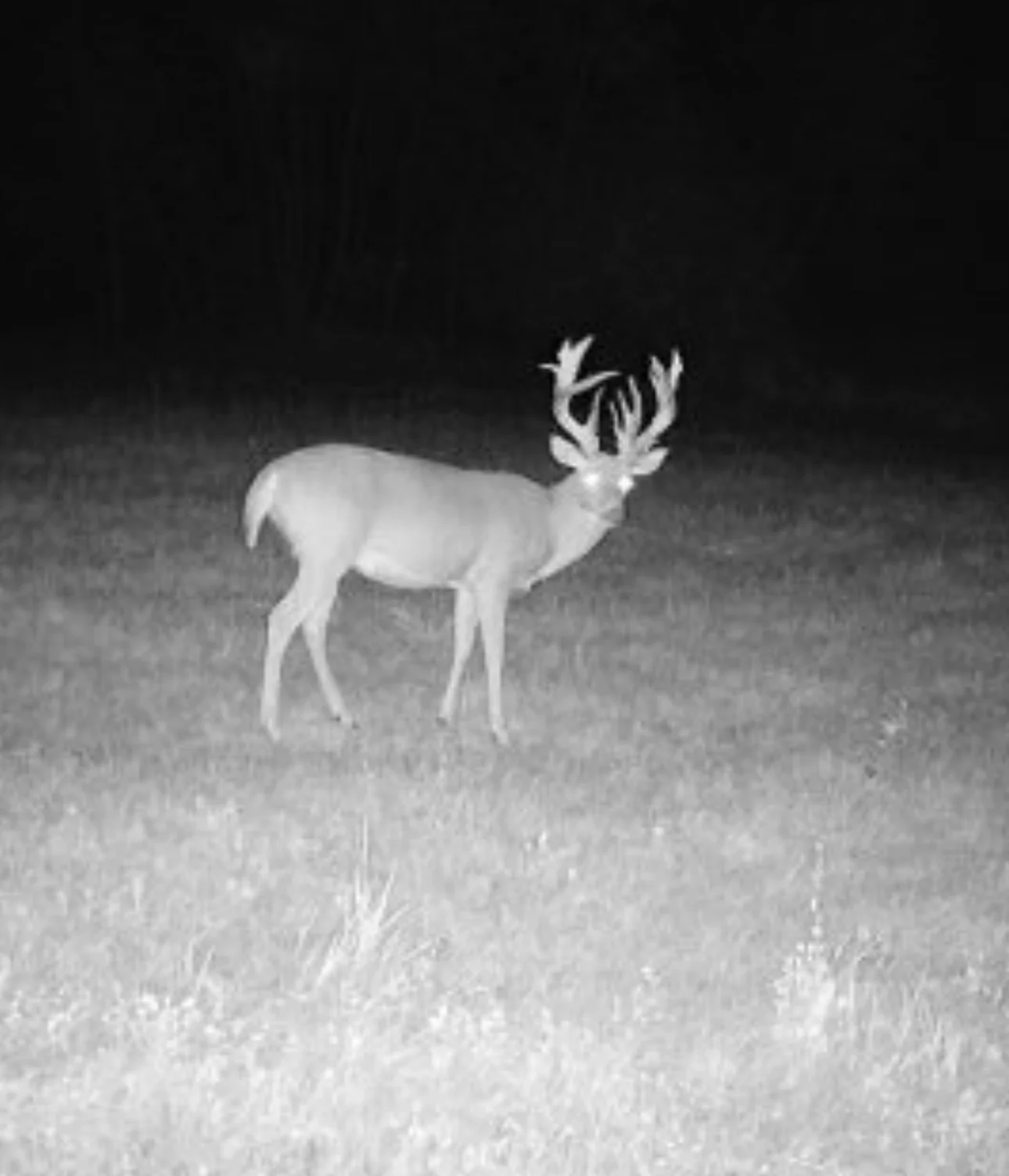 A trail camera photo of a huge nontypical whitetail buck taken in Manitoba.