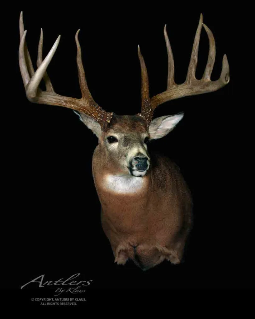 World class deer