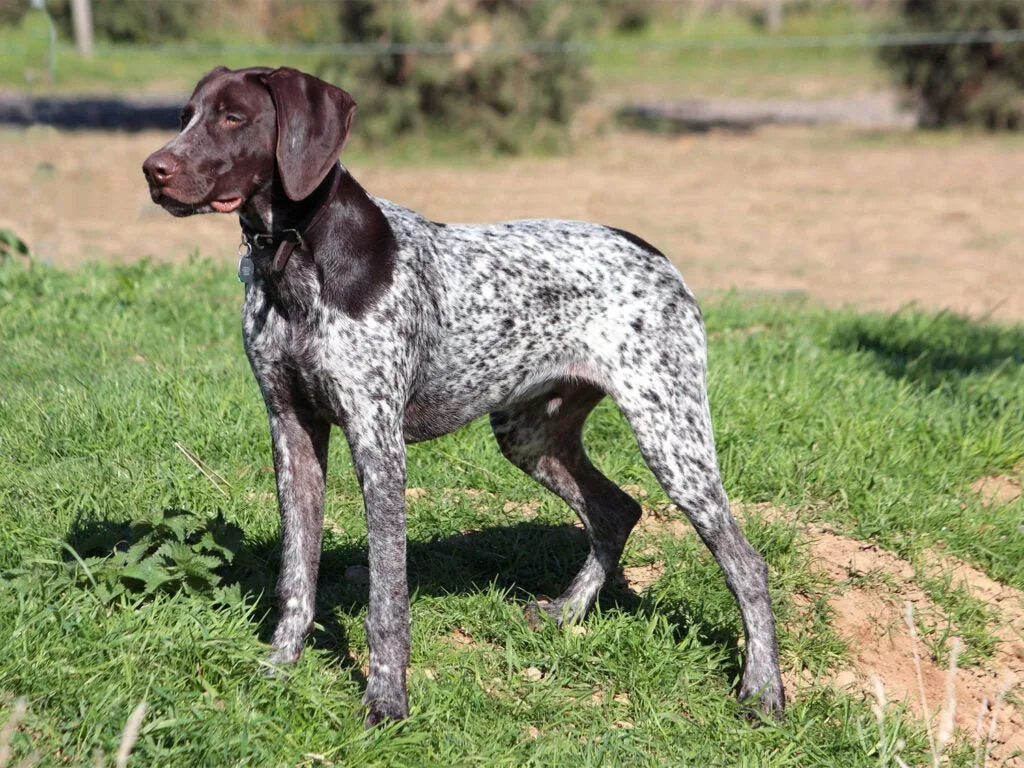 German Shorthaired Pointer.