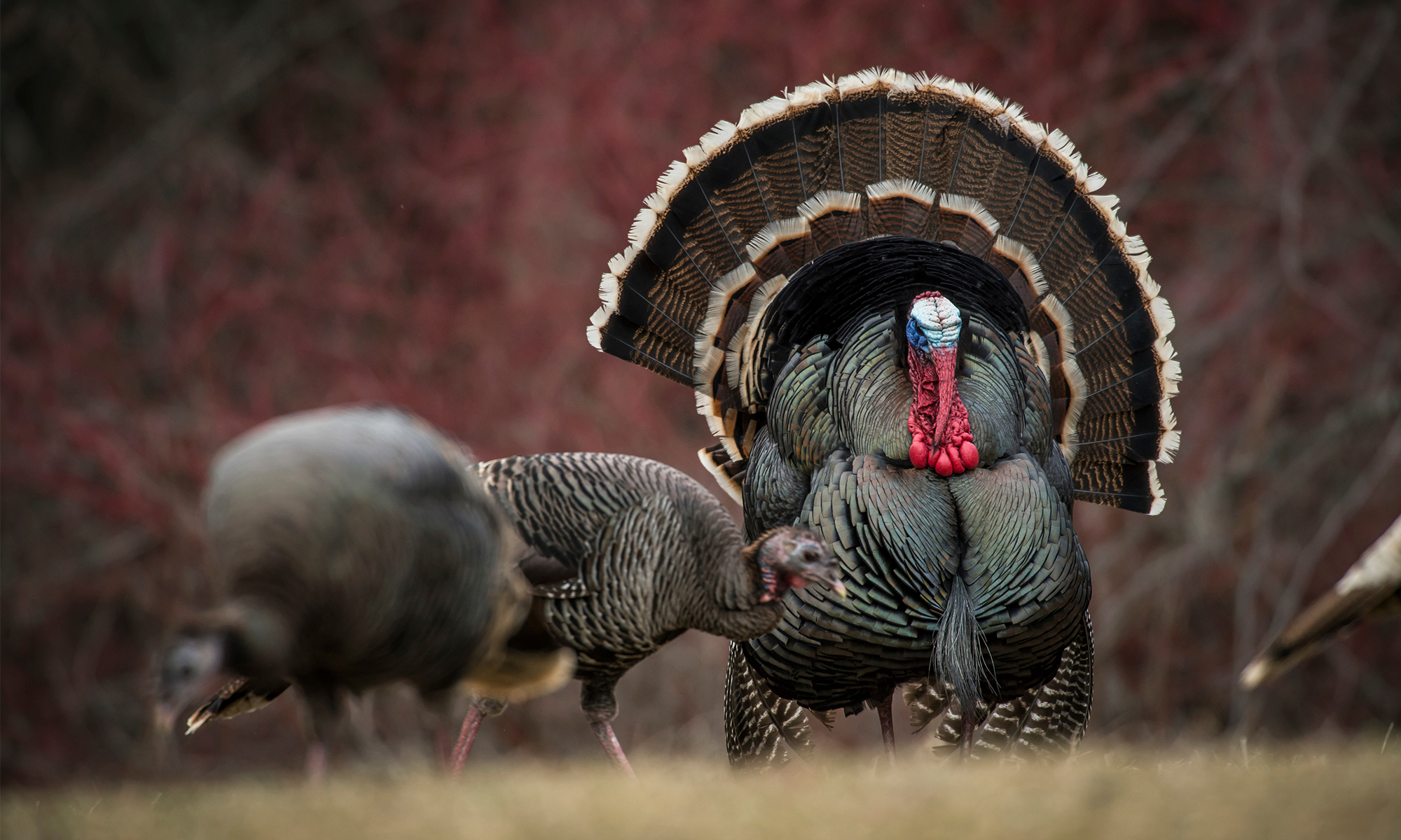 A tom turkey struts in a field with hens. 