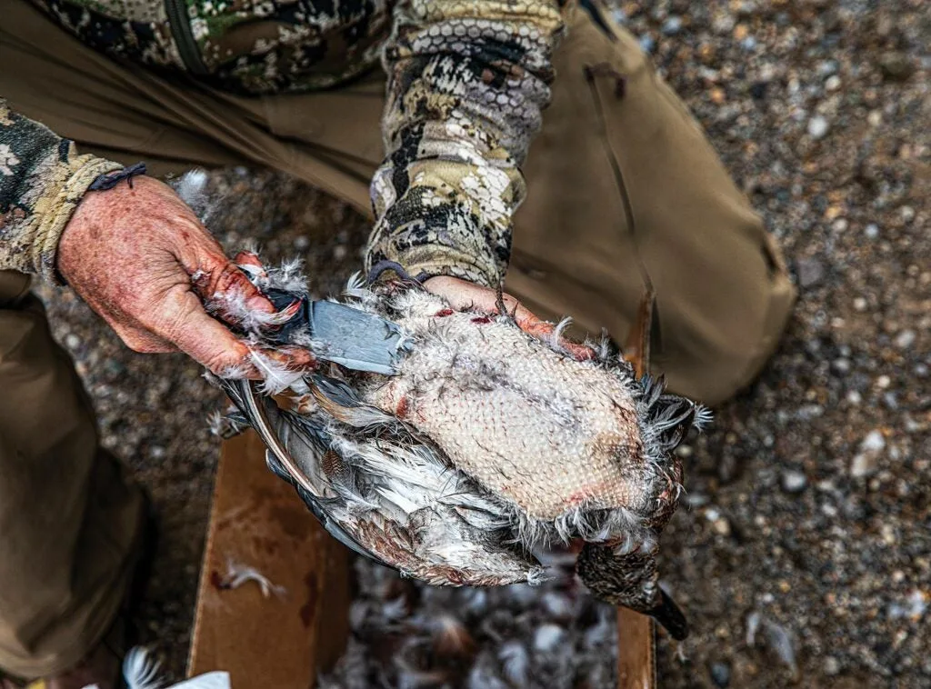 Hunter defeathering a duck.