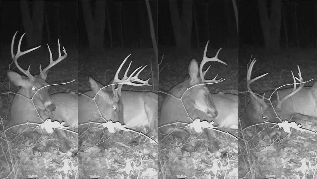 photo of a whitetail buck sleeping