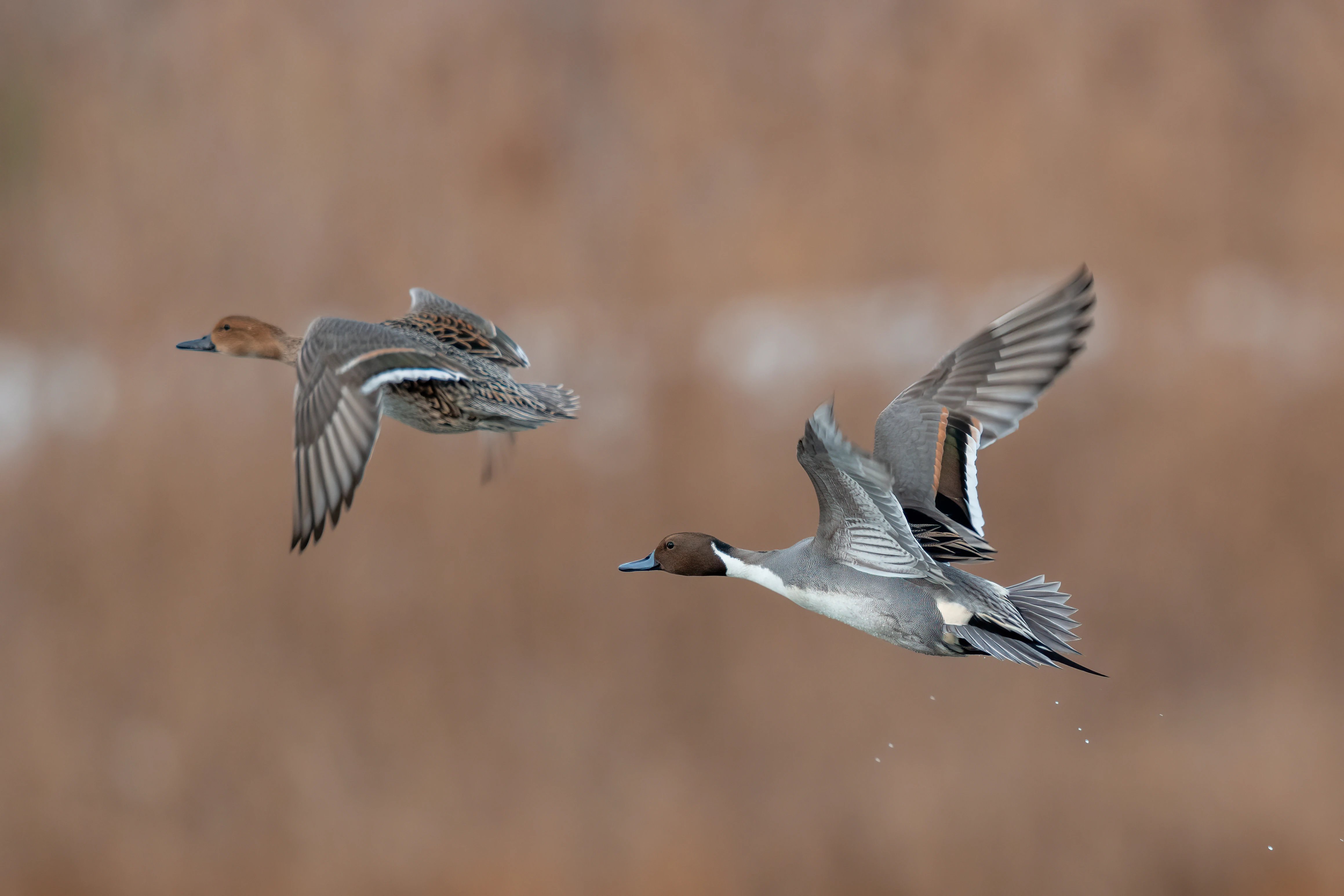 Hen and drake northern pintail in flight