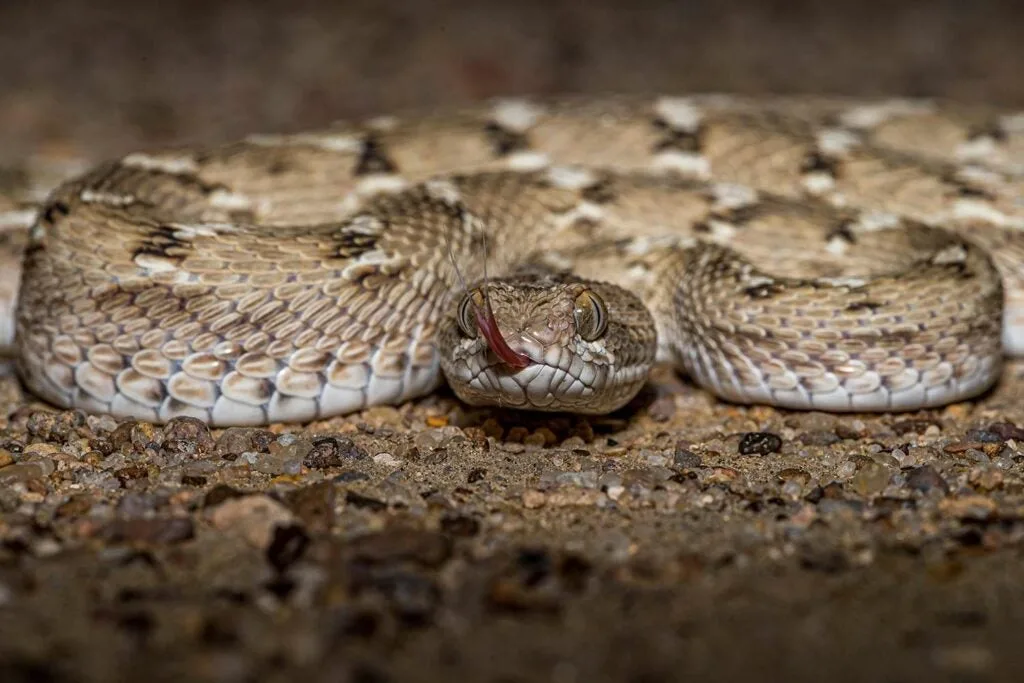 A saw-scaled viper preparing for a strike