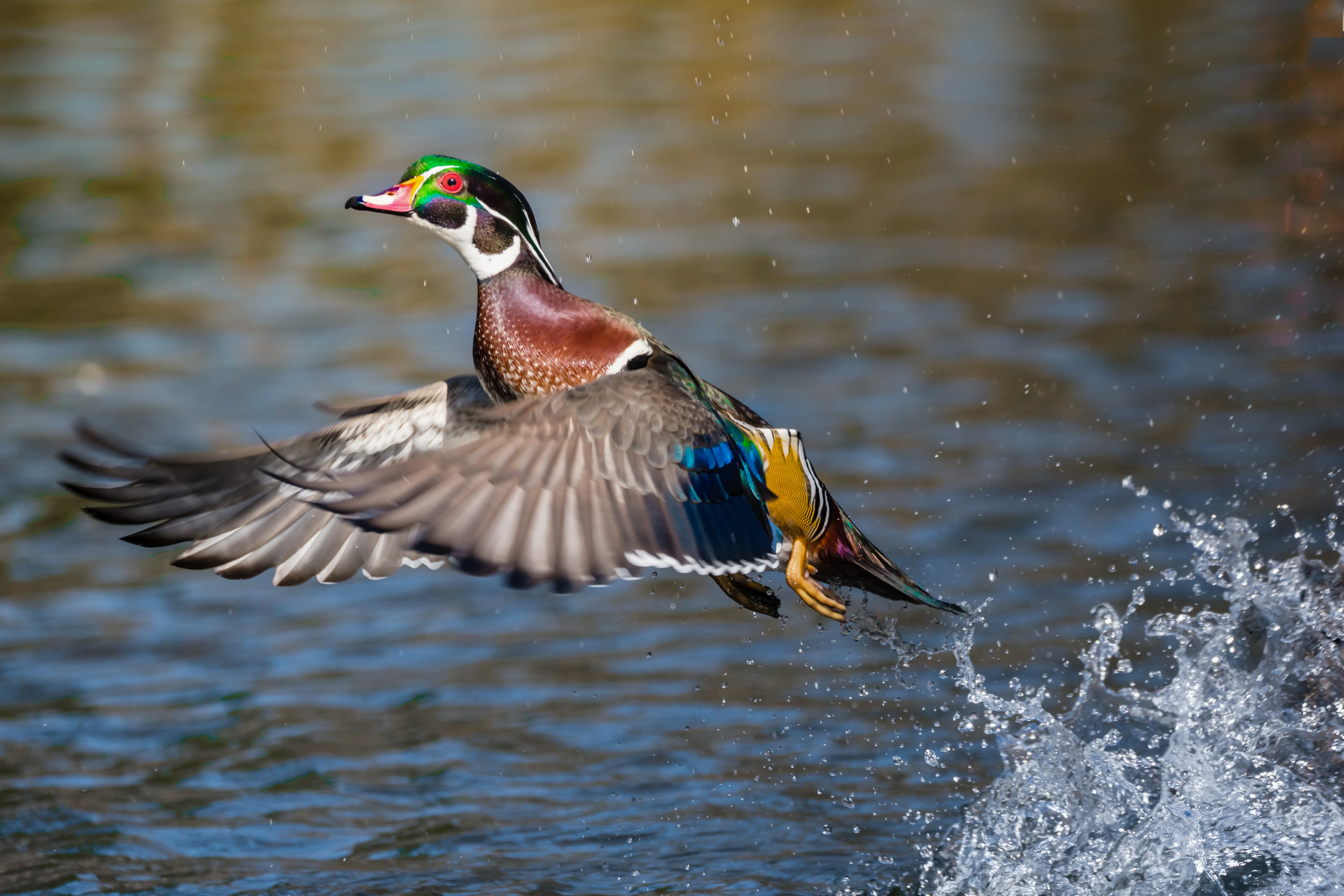 Wood duck taking off