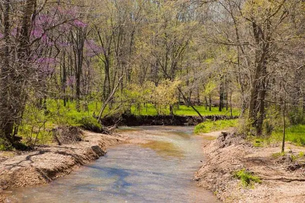 A shallow, sandy creek bed in the woods.