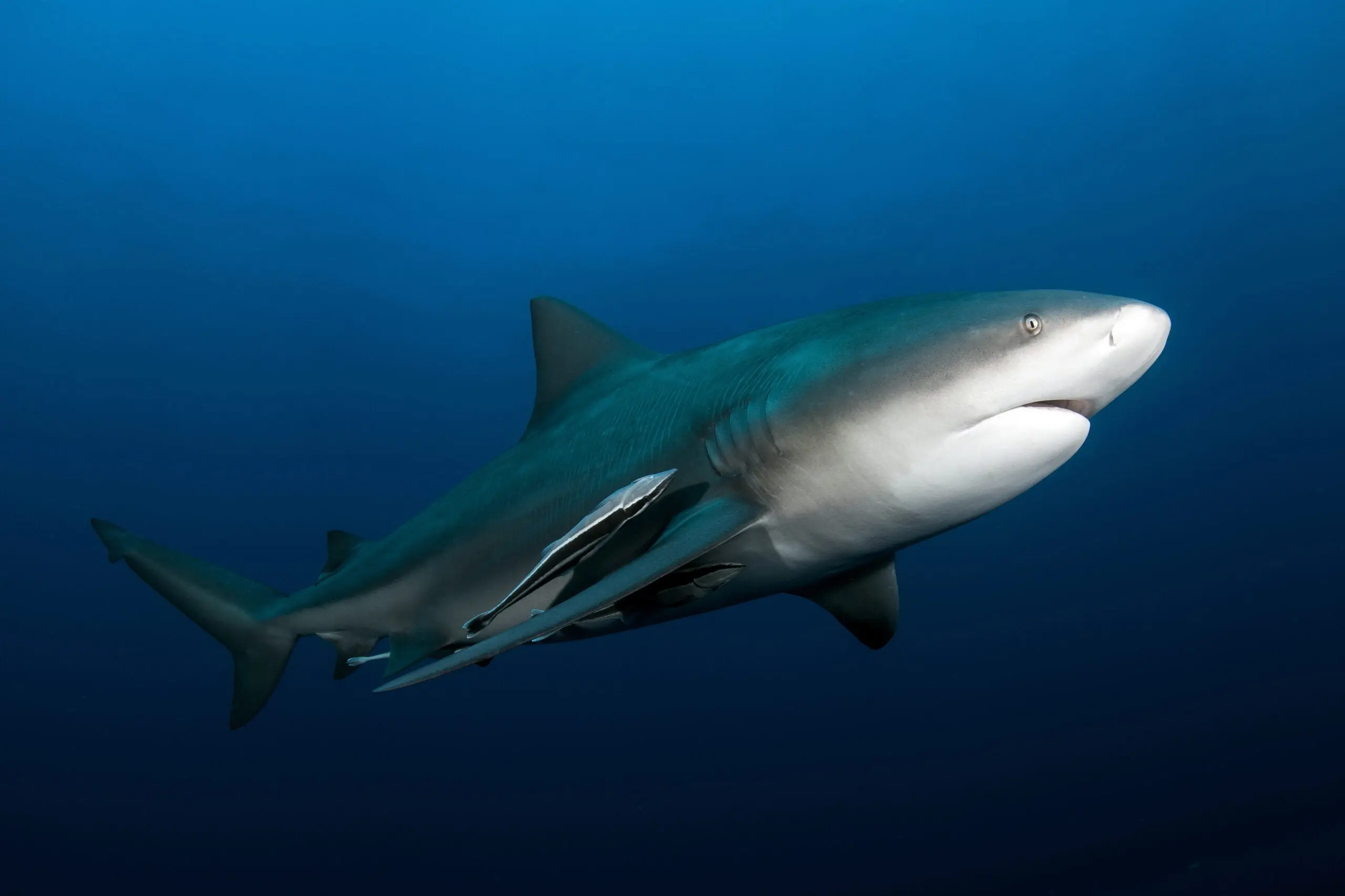 Bull Shark swims on Protea Banks in South Africa