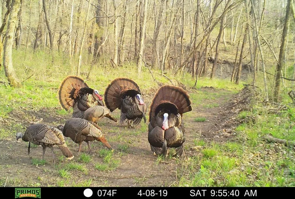 Primos trail camera photo of turkeys