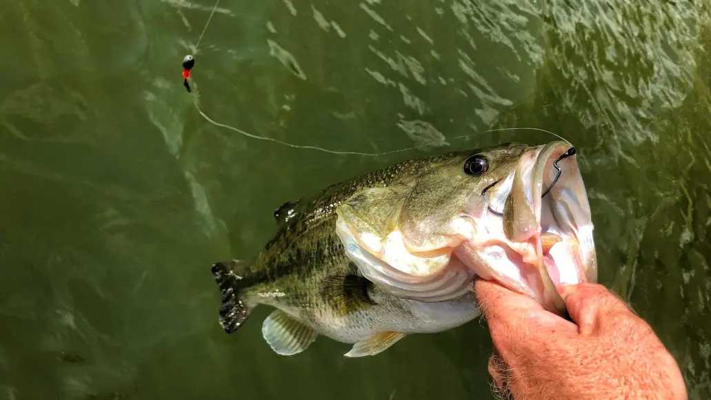 photo of fishing bass with a Carolina rig