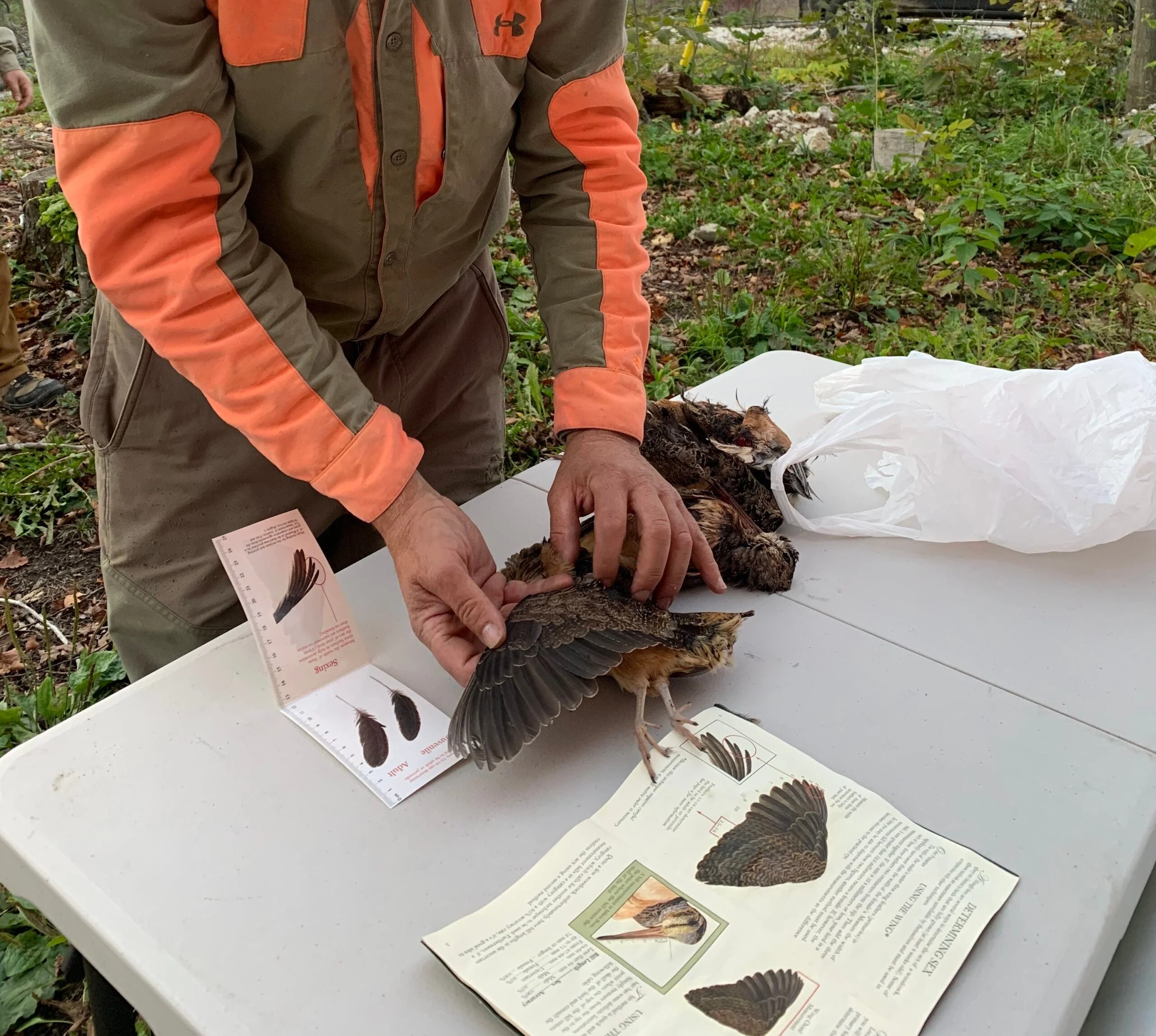 a hunter uses a guide book to age and sex a woodcock