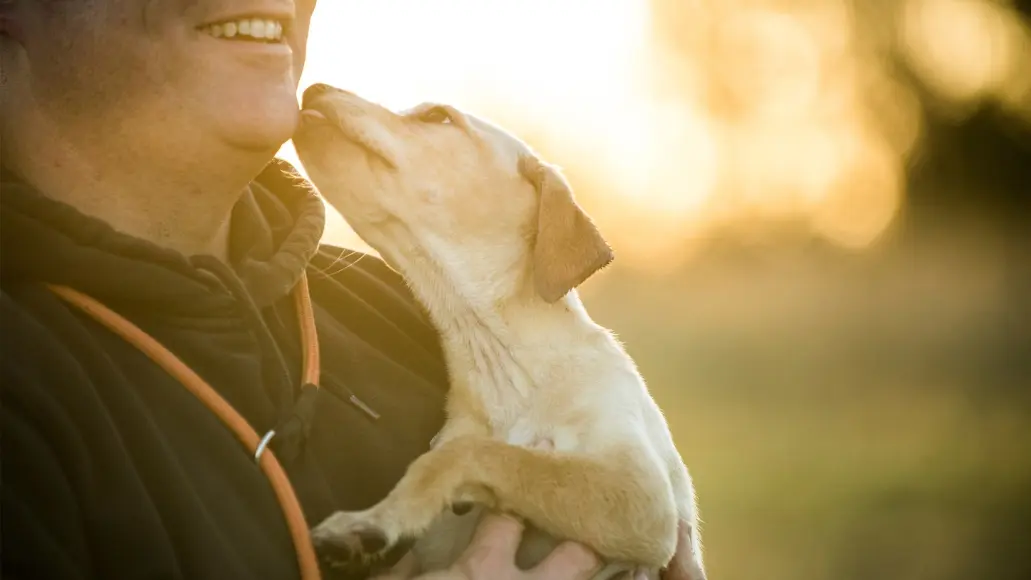 man holds a young dog and smiles while getting his face licked