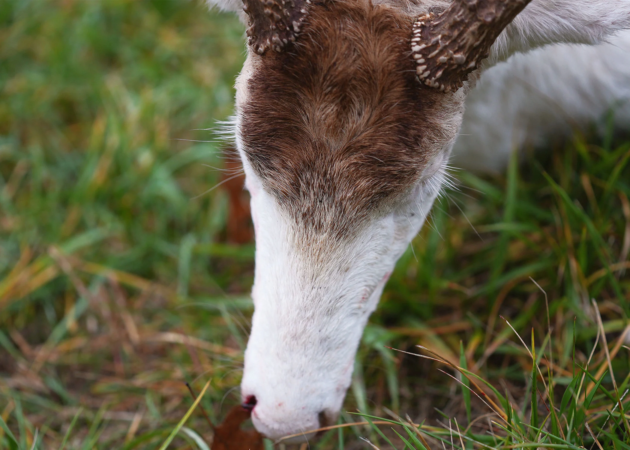 The top of an albino buck's can turn fully brown during rutting activity. 