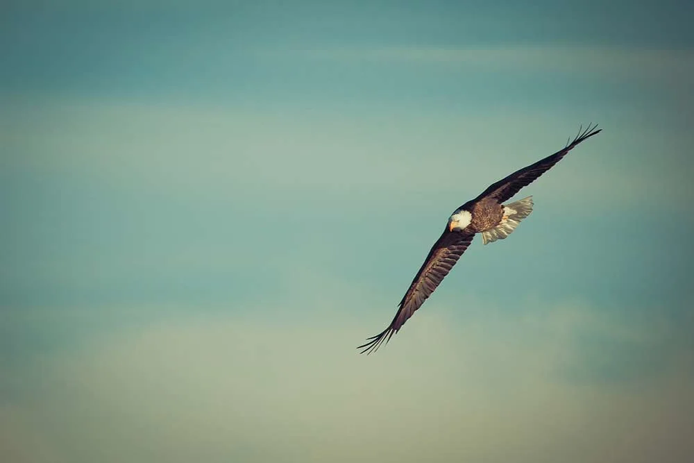 an american bald eagle in flight