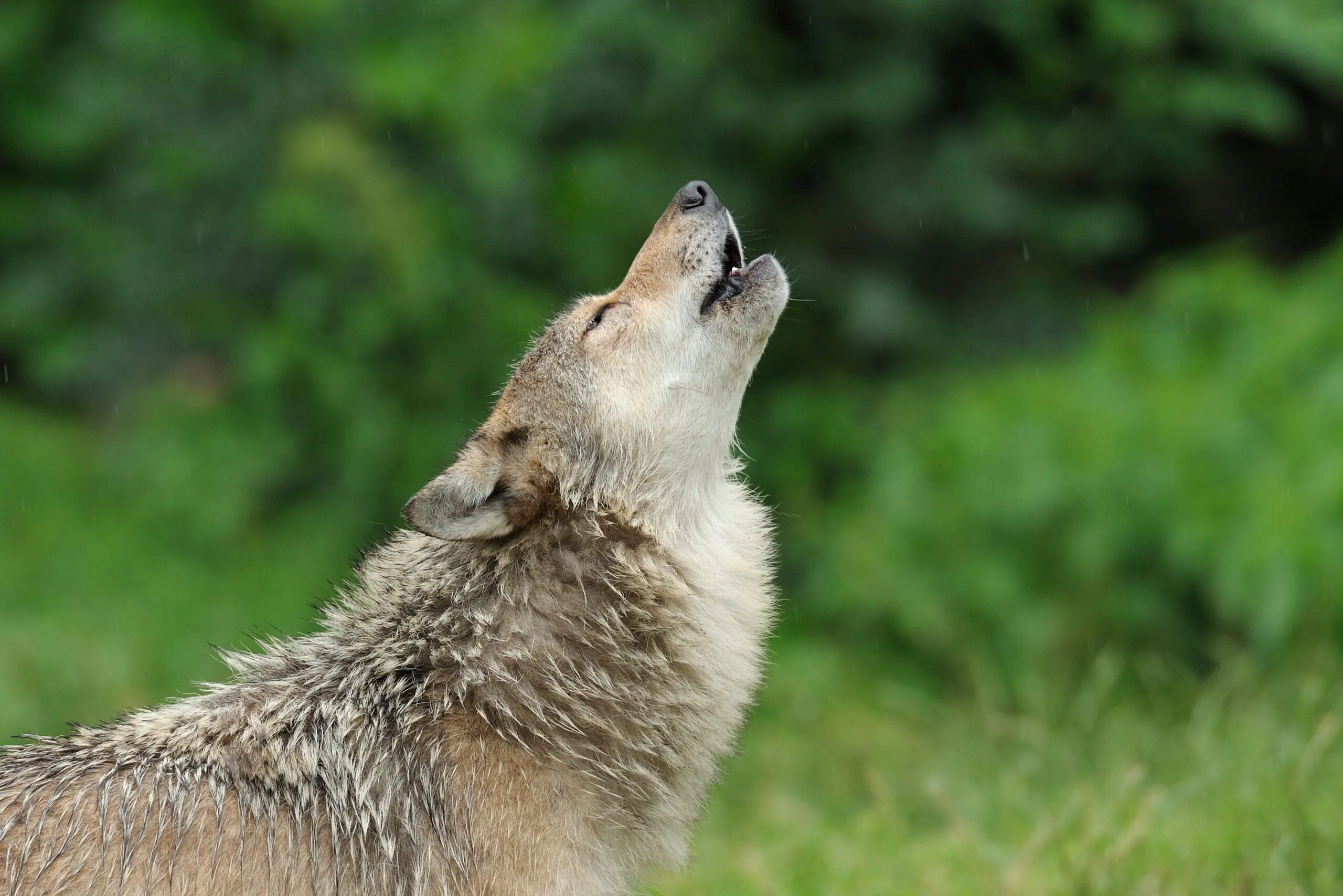 Wolf vs Coyote | Field & Stream