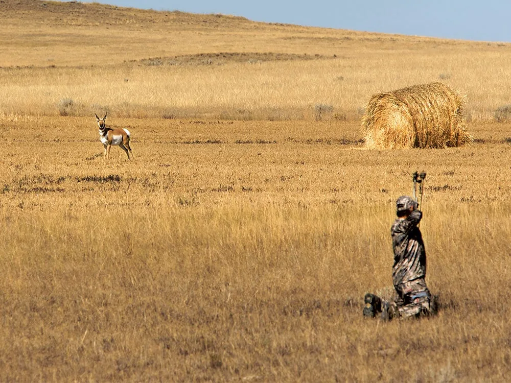 bowhunter aiming at a pronghorn in a field