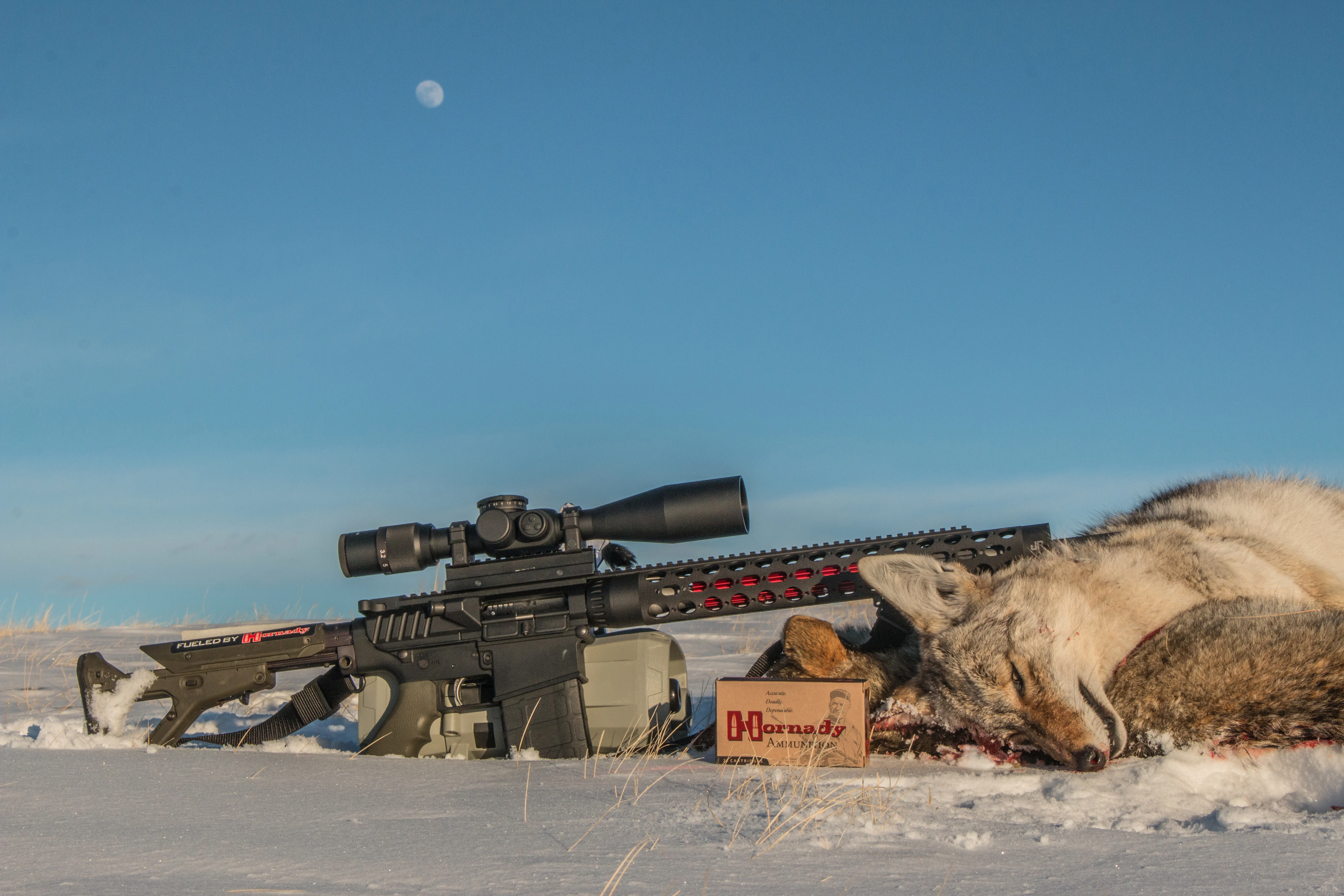 Coyotes taken with the 6mm Creedmoor.