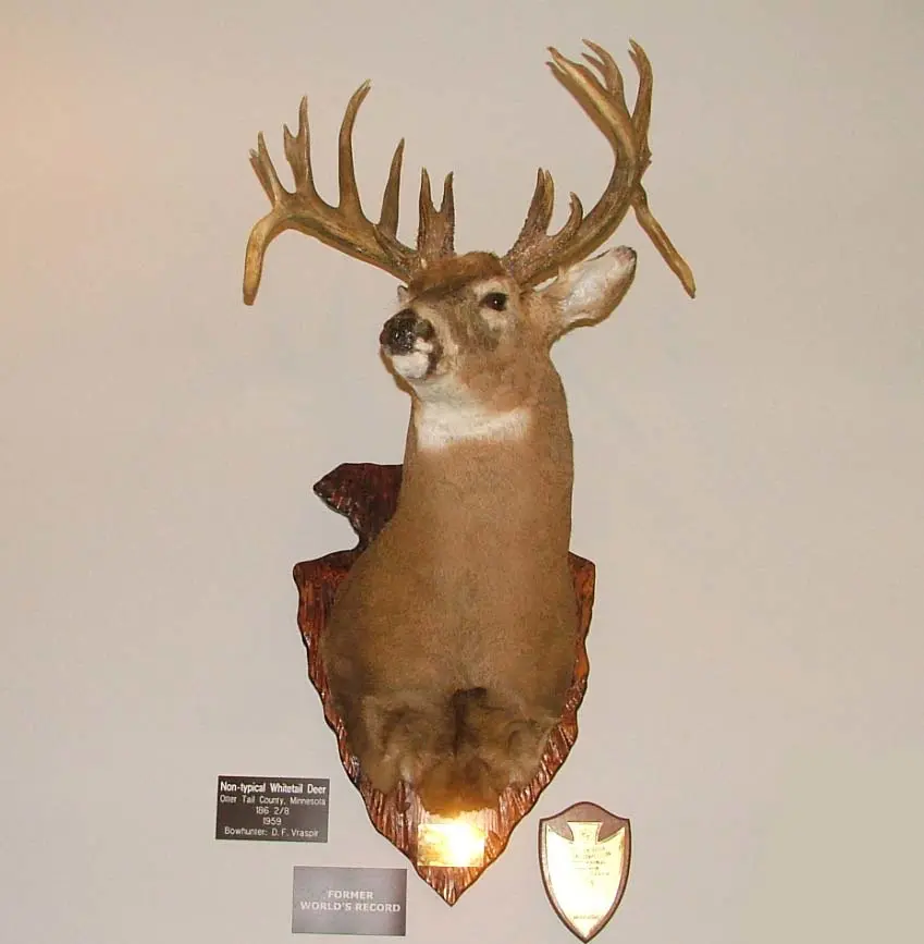 A world-record archery whitetail buck wall mounted.