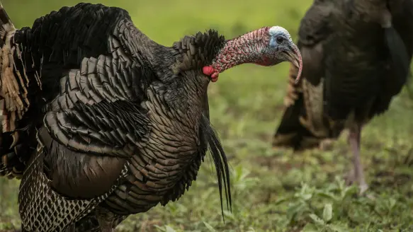 photo illustrating how to hunt turkeys in the rain