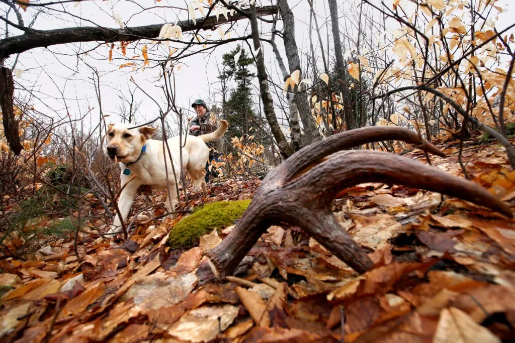 A doe and hunter look for sheds