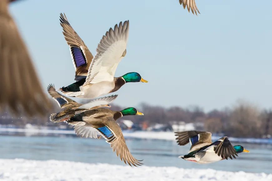 Mallard ducks fly over a snowy landscape.