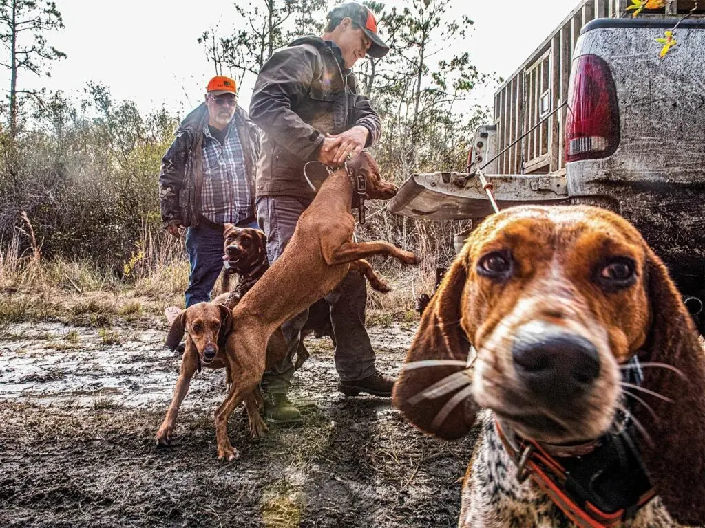 Two male hunters handled four hunting dogs while standing in the mud next to a truck with the tailgate lowered.