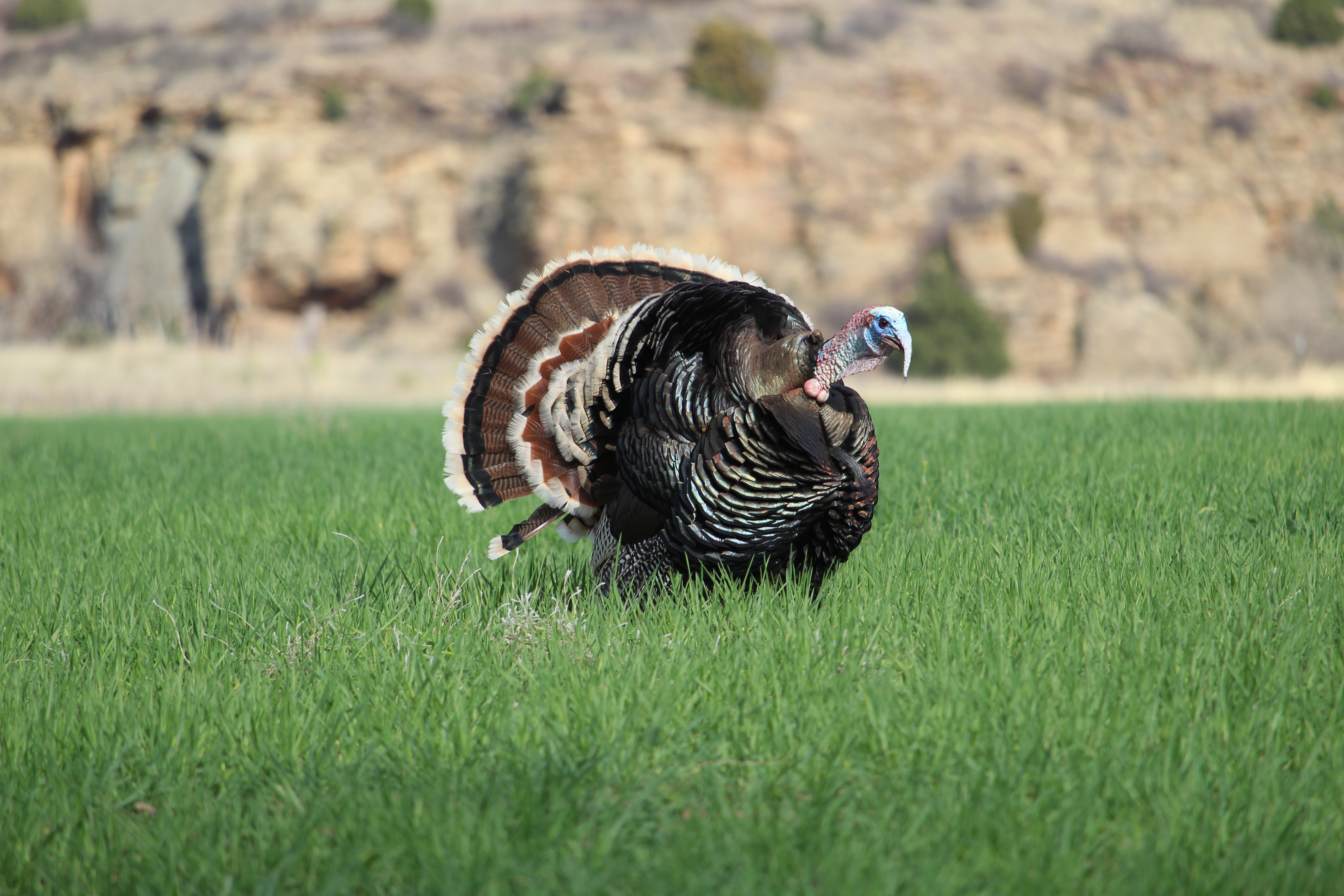 A Merriam's tom gobbling in a field