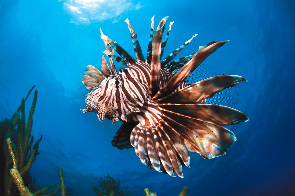 Huge lionfish on the Bon Bini Cas reef in Bonaire