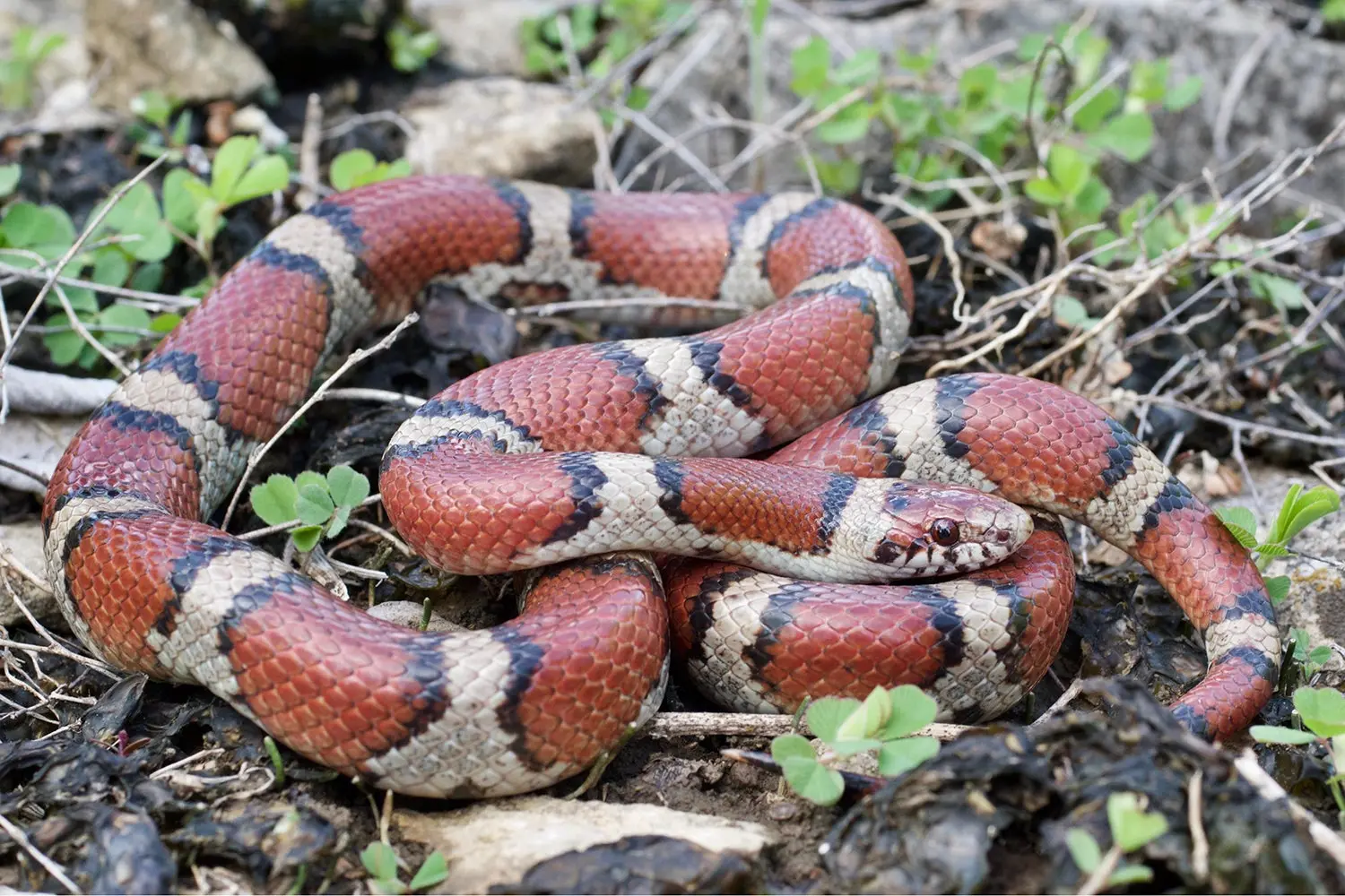 milk snake coiled on rocks