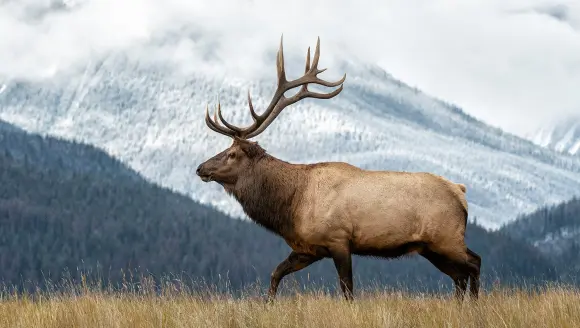 Bull Elk in snowy mountain landscape