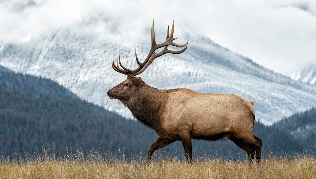 Bull Elk in snowy mountain landscape