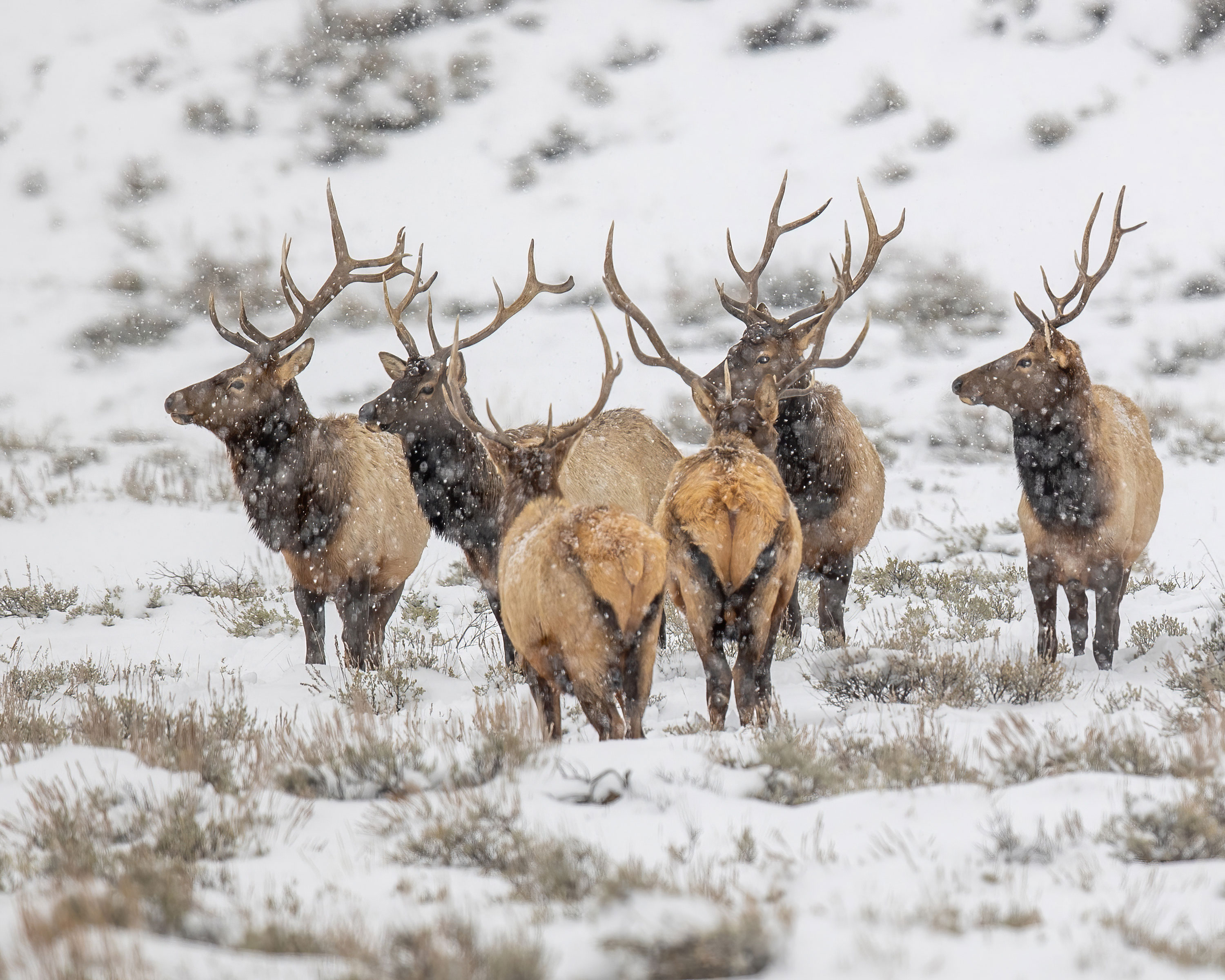 Bull Elk in snowy mountain landscape