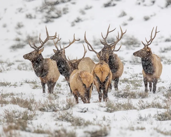 Bull Elk in snowy mountain landscape