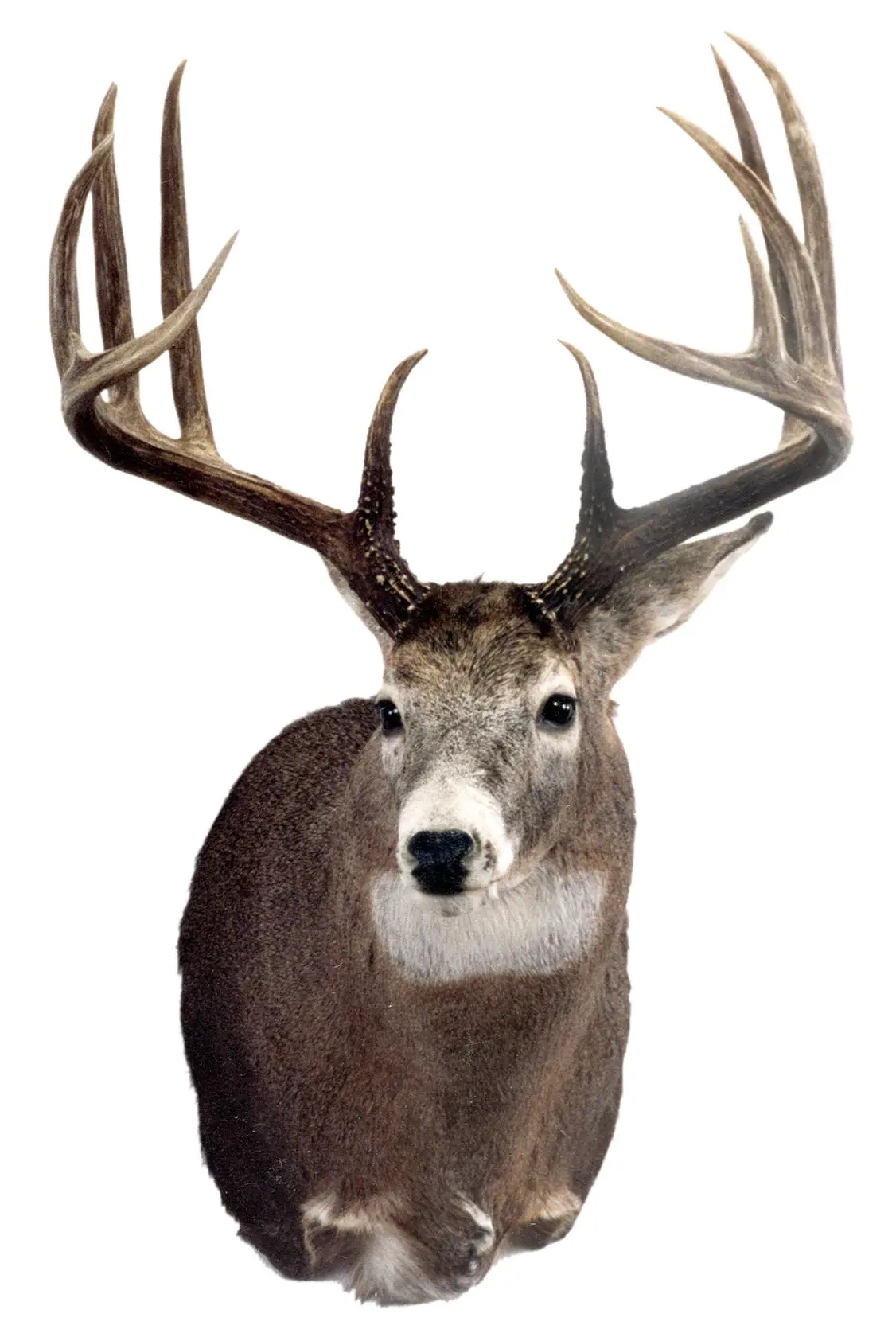 B&amp;C record whitetail deer from North Dakota