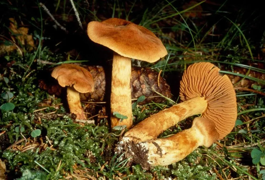 Deadly Webcap Cortinarius rubellus