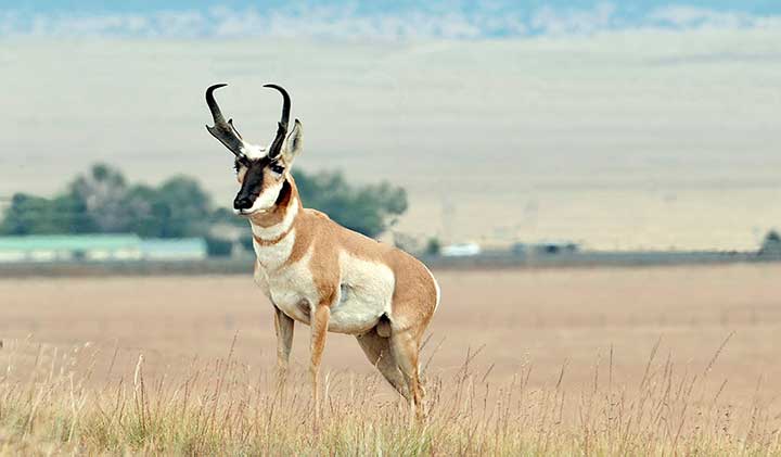 An antelope in a field in New Mexico. 