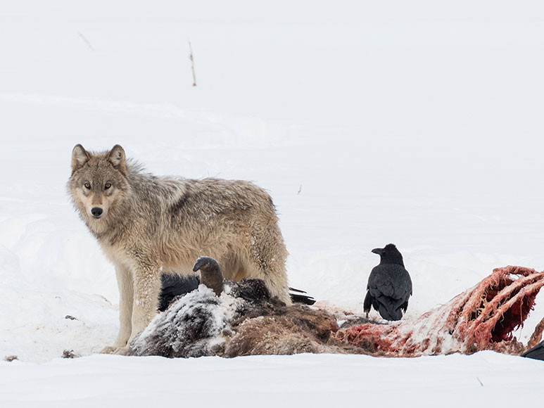 A wolf shares a bison carcass with ravens and crows in Yellowstone. 