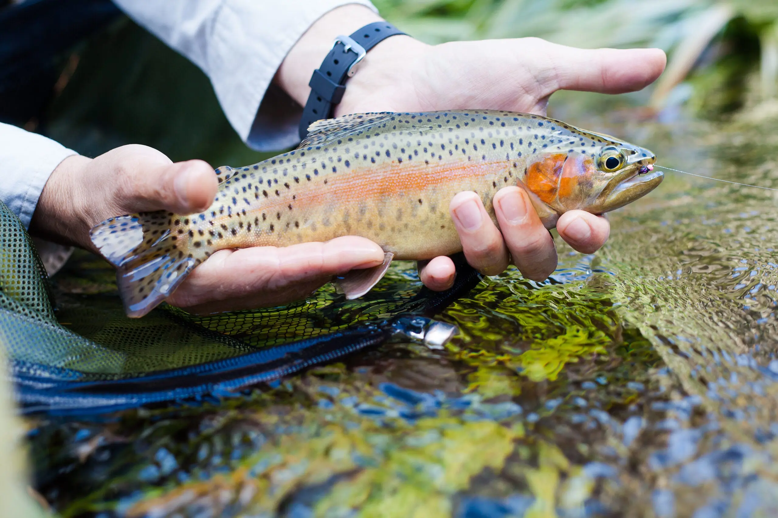 photo of trout caught on a nymph