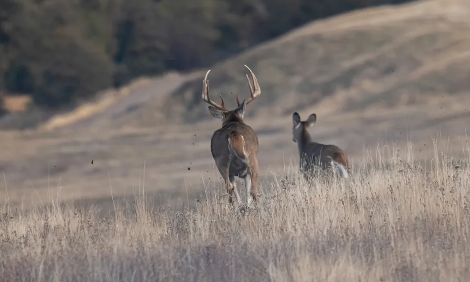A big whitetail buck chases a doe across a field.