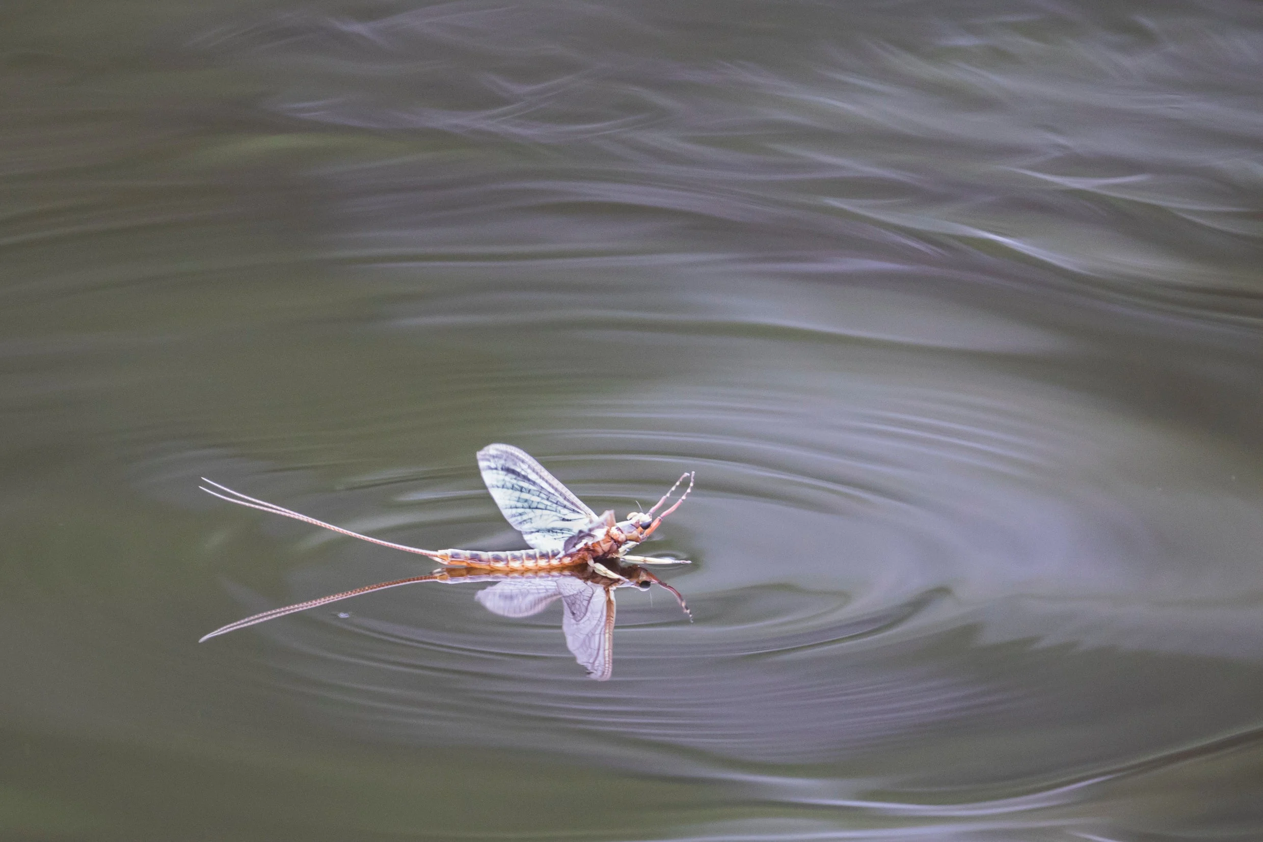 a mayfly lands on the surface tension of a still pond creating a smooth ripple