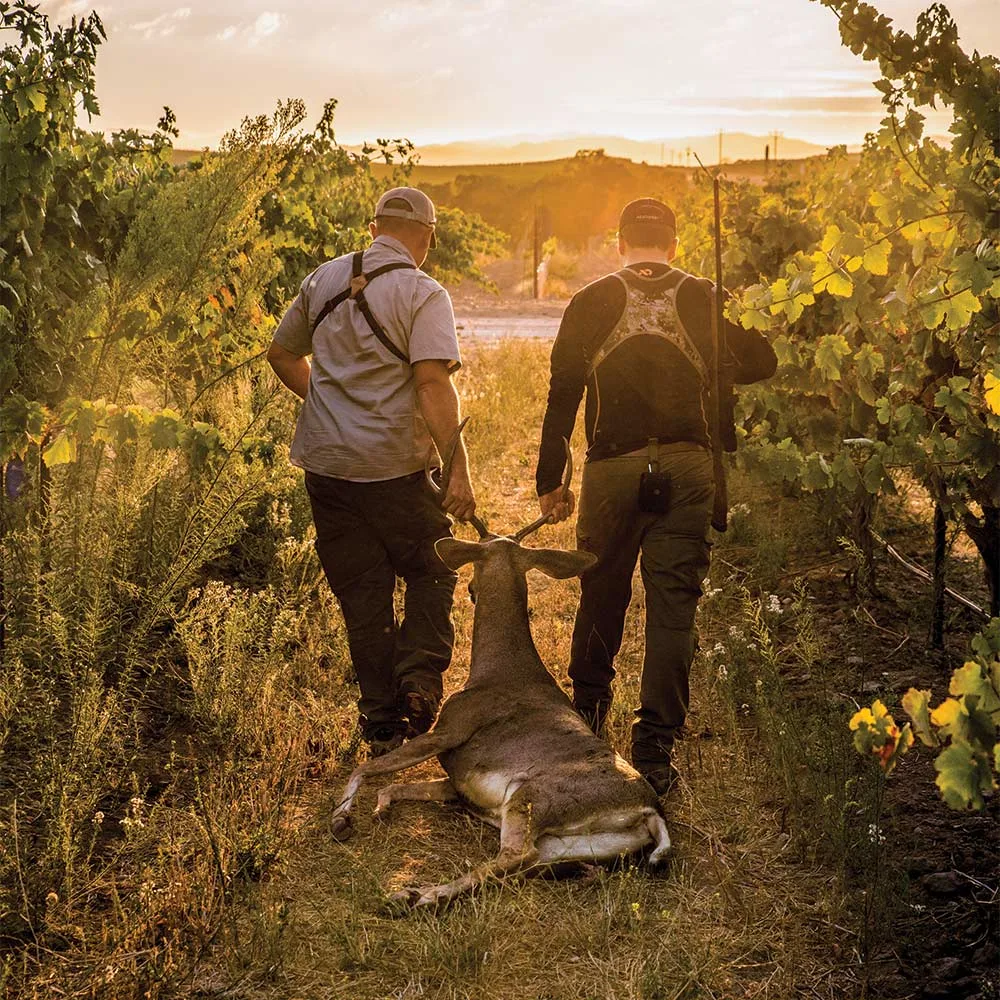 two hunters dragging blacktail deer by antlers