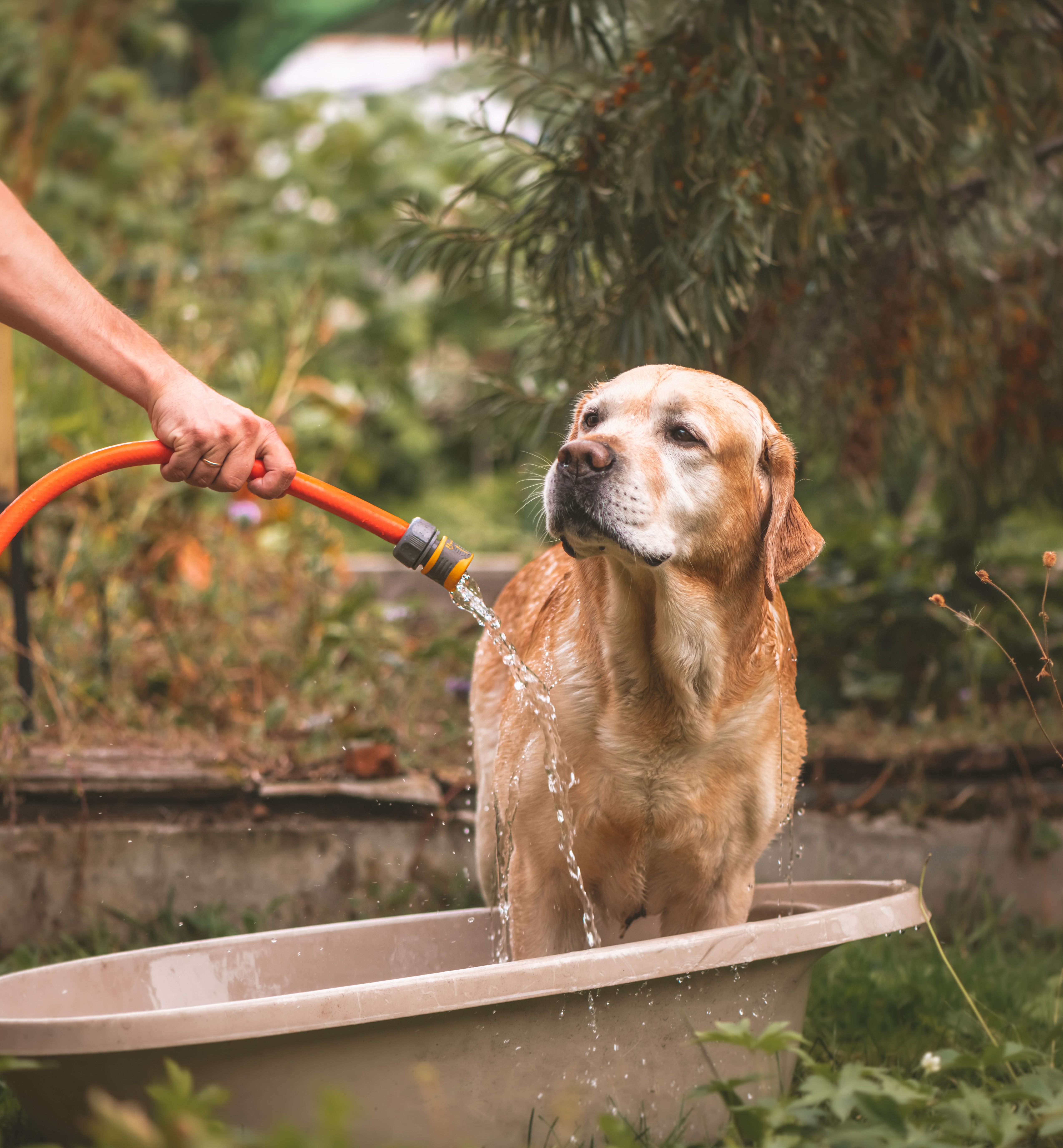 A dog standin in a tub in a backyard is given a bath after being sprayed by a skunk.