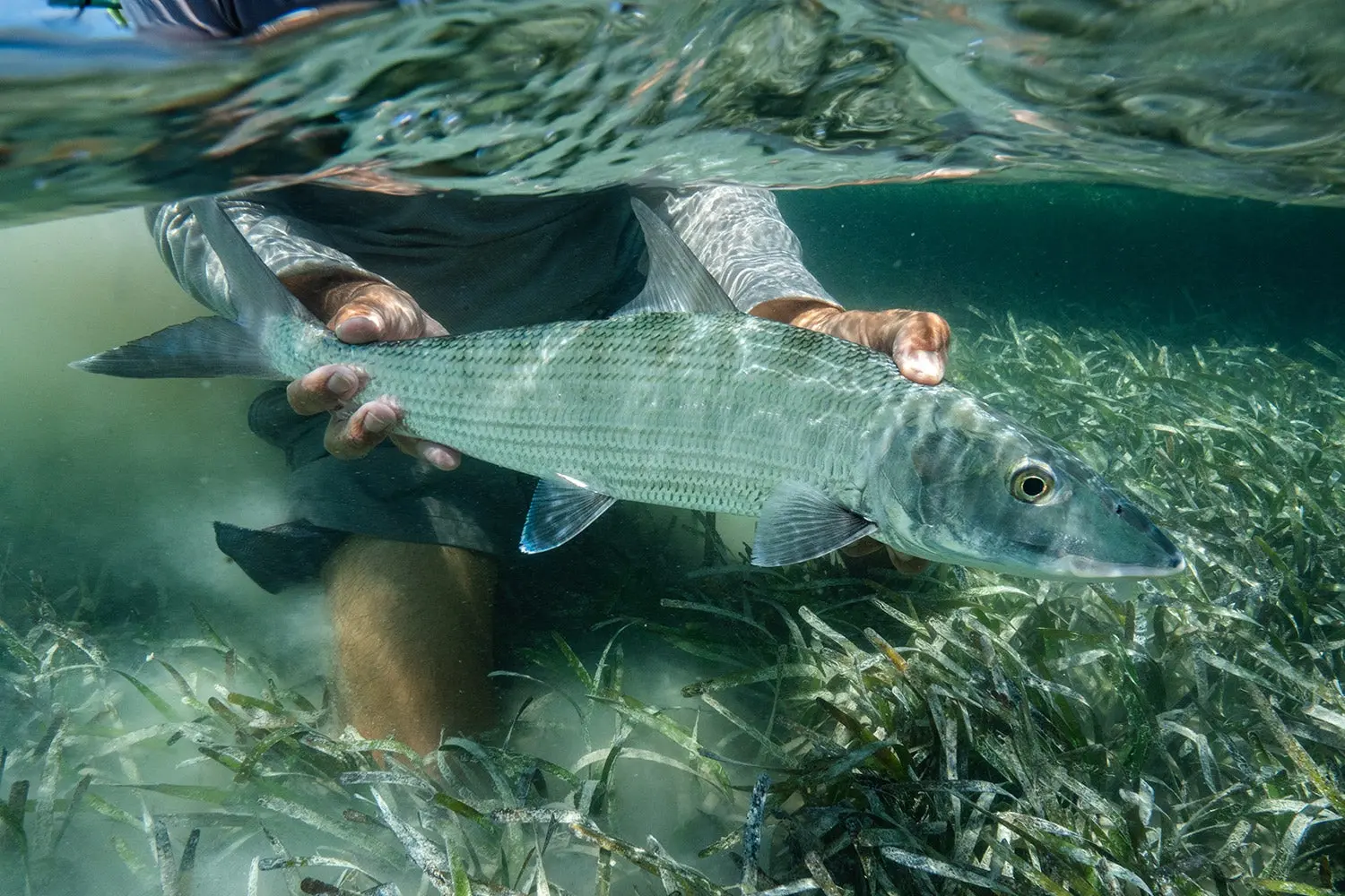 person holds a bonefish underwater and above grasses