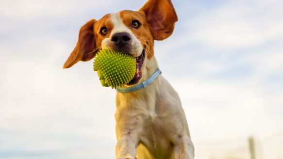 Dog wearing Seresto Flea and Tick Collar