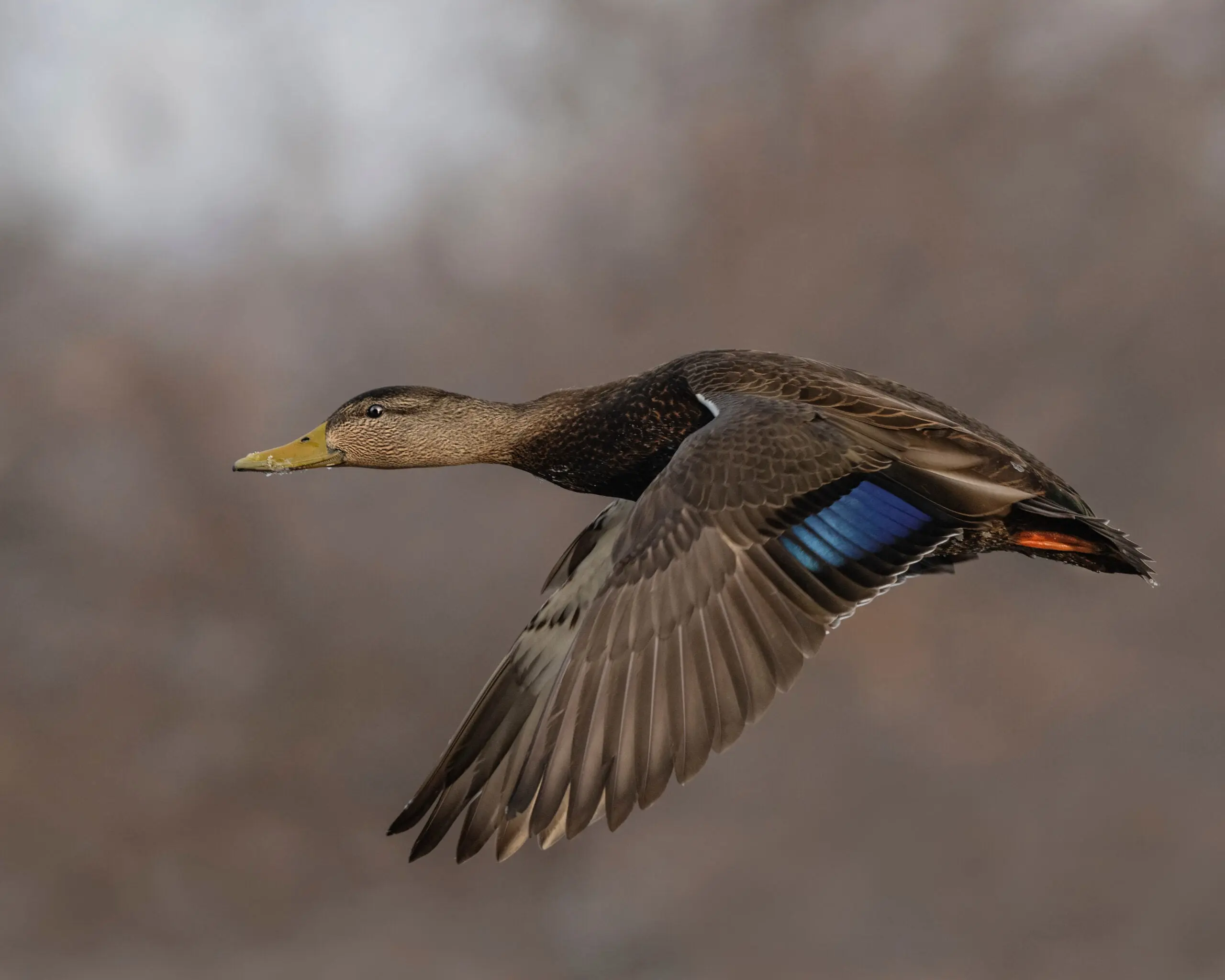 black duck in air