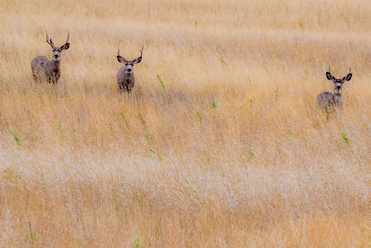 Mule deer walk through a field is Washington state. 