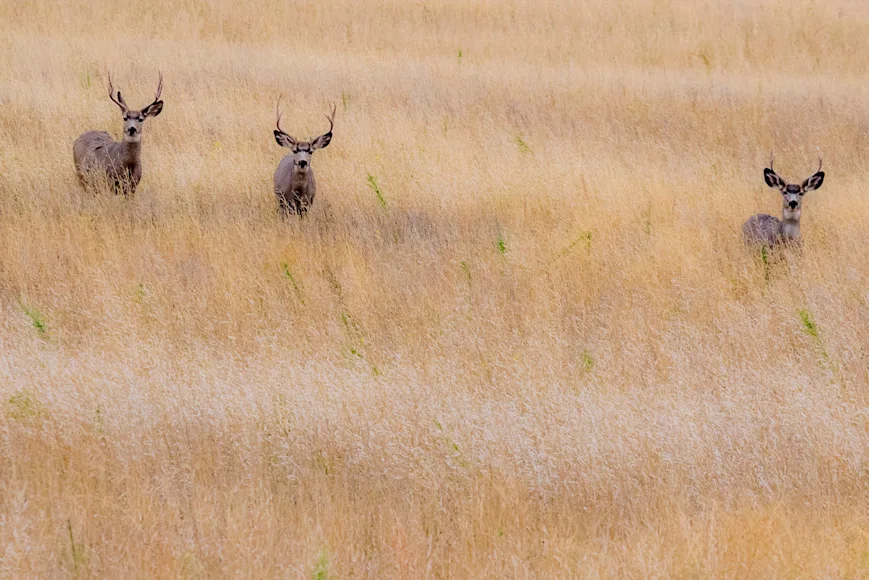Mule deer walk through a field is Washington state.