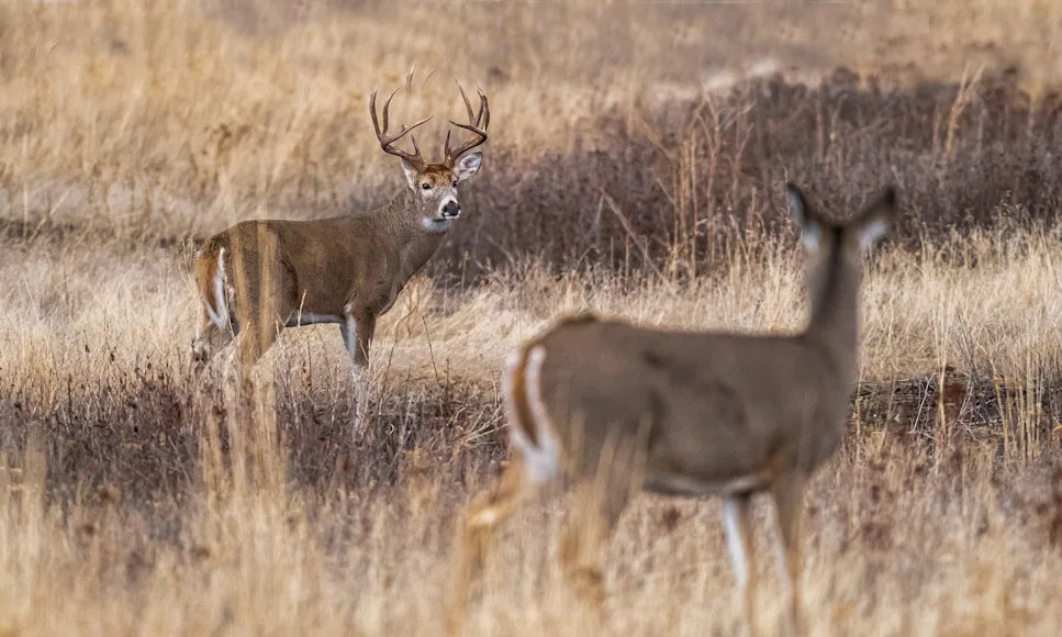 A whitetail buck stares at a doe on the prairie.
