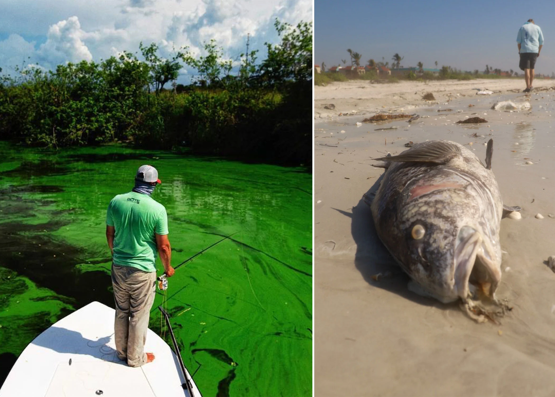 Chris Wittman observing Toxic Blue Green Algae Bloom